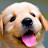 Elvis Aquino Flores