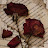@نورانفاروق-ج2ل