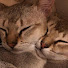 mau