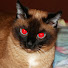 Evil Cat