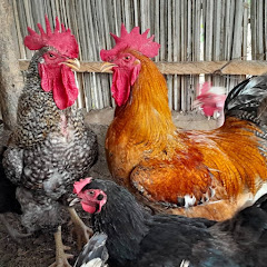 Apprendre à Investir Au Pays 