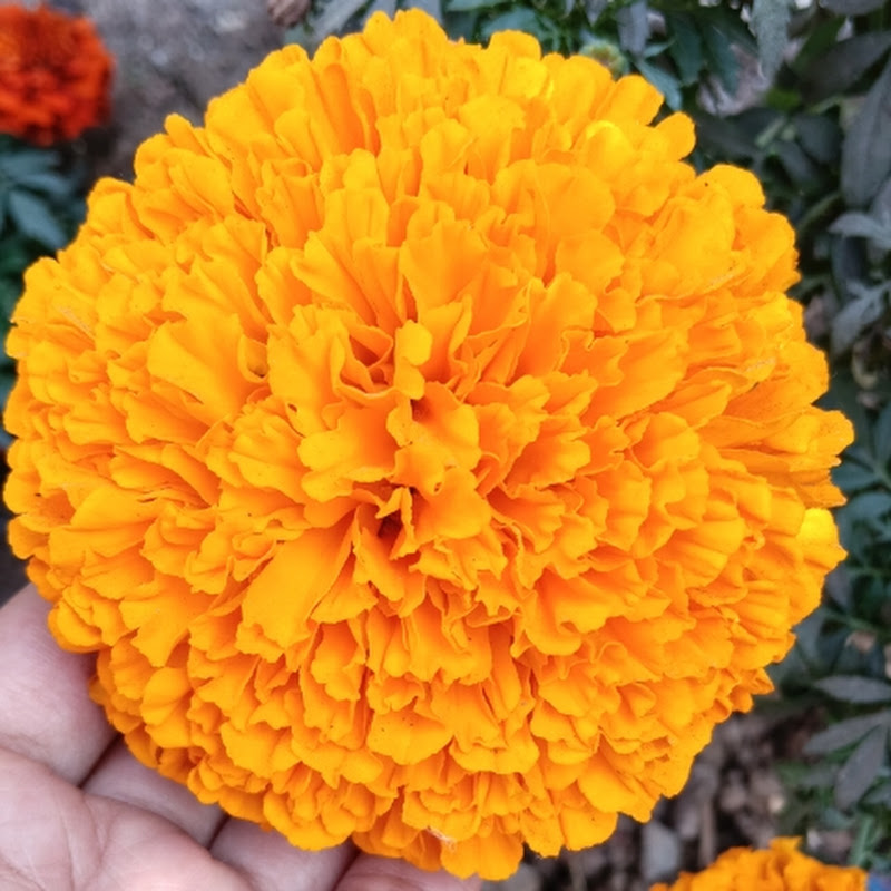 Nitu Singh gardening 