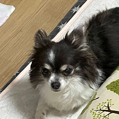 ペン ペン