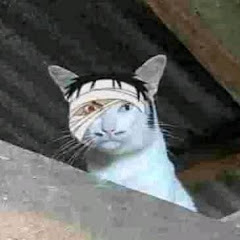 meme kucing