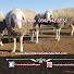S7Xr2mcyaIw-channel-avatar-Merinolandschaf Koyun