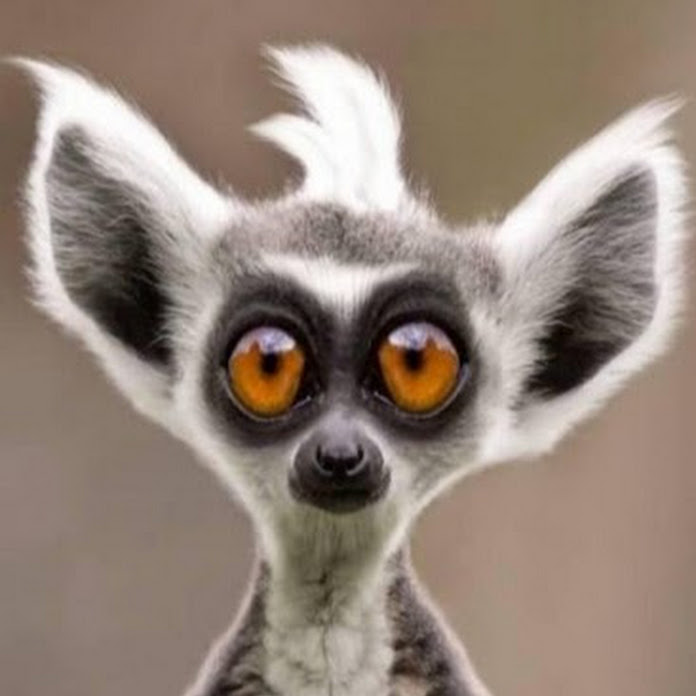 فرفشه علي الاخر Net Worth & Earnings (2026)