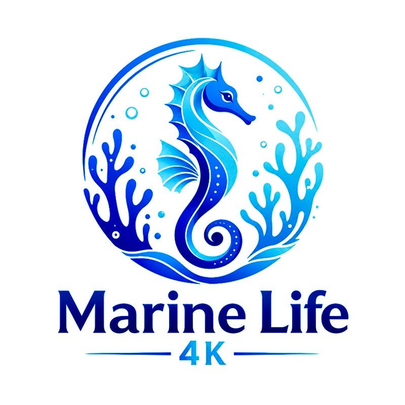 Marine Life 4K