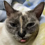 頑張るしげお【公式】