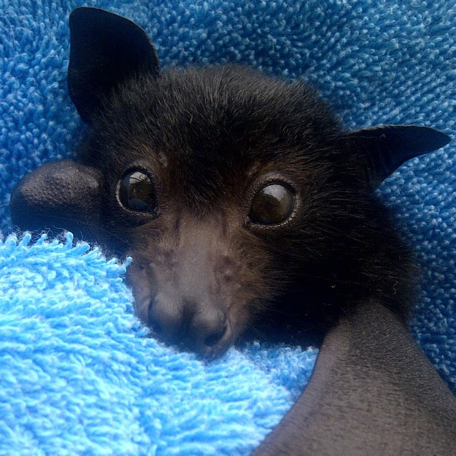 Baby Bats & Buddies of Australia YouTube