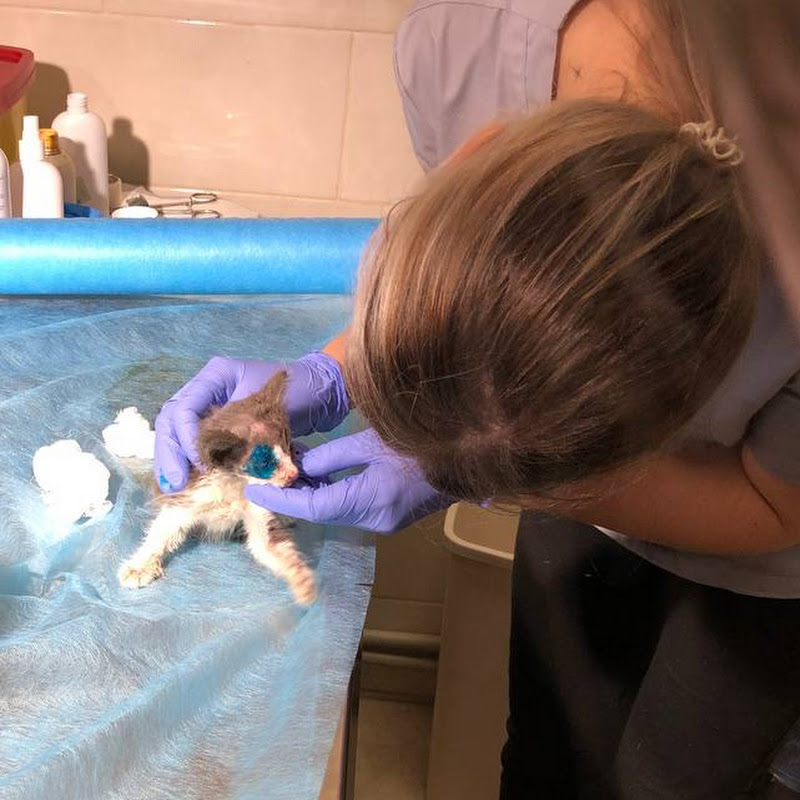 Допомога Хвостикам