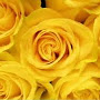 Yellow RoseOfTexas