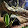 Blb_ reptiles