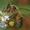 BeeHealth