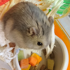 はむぽぽ