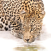 African Wildlife and Nature UP CLOSE