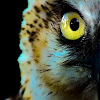Before It's Too Late Conservation Community