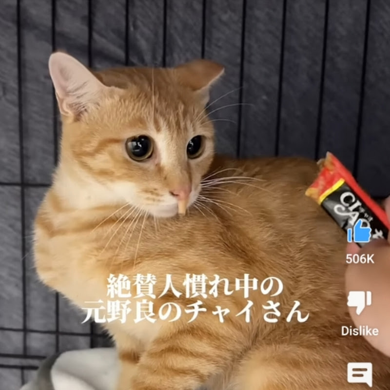 MusicK 한국 음악 Logo