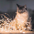 Валерия Макарова
