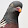 Clockwise Pigeon