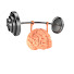 MUSCLES & BRAIN
