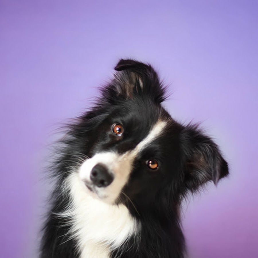 Musli - Border Collie - YouTube