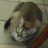 EL GATO De Mendoza
EL GATO De Mendoza