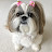 Lacey Shih Tzu