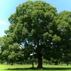 メソポタミアアイコン画像