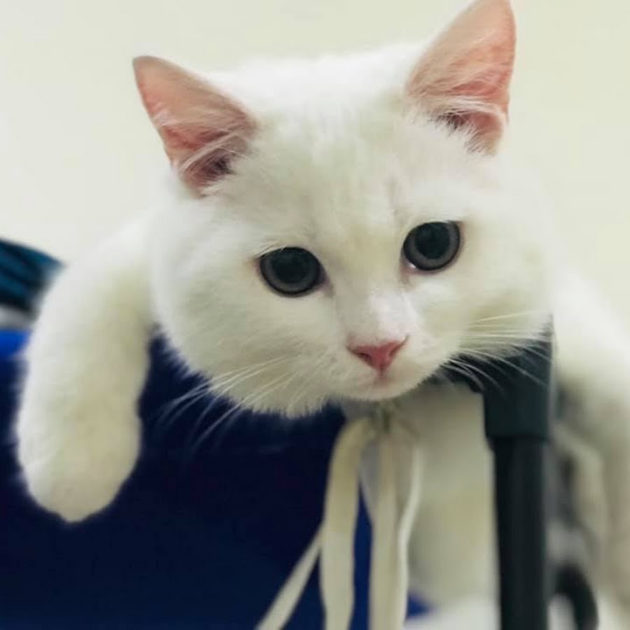 lovely kittens�� ���� �̹��� �˻����