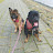 @Best-Kynologist-and-Dogtrainer