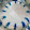 Blue Starlight Mint