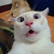 Funny And Cute Cats