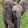 Amazing Elephant