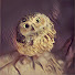 HappyOwl