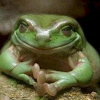 dafrogtoad