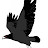 Schattenadler