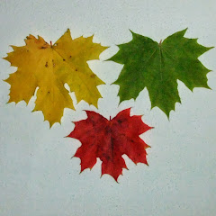 Monkeys in the city. - They steal everything drink coke 