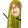 pickle gerard