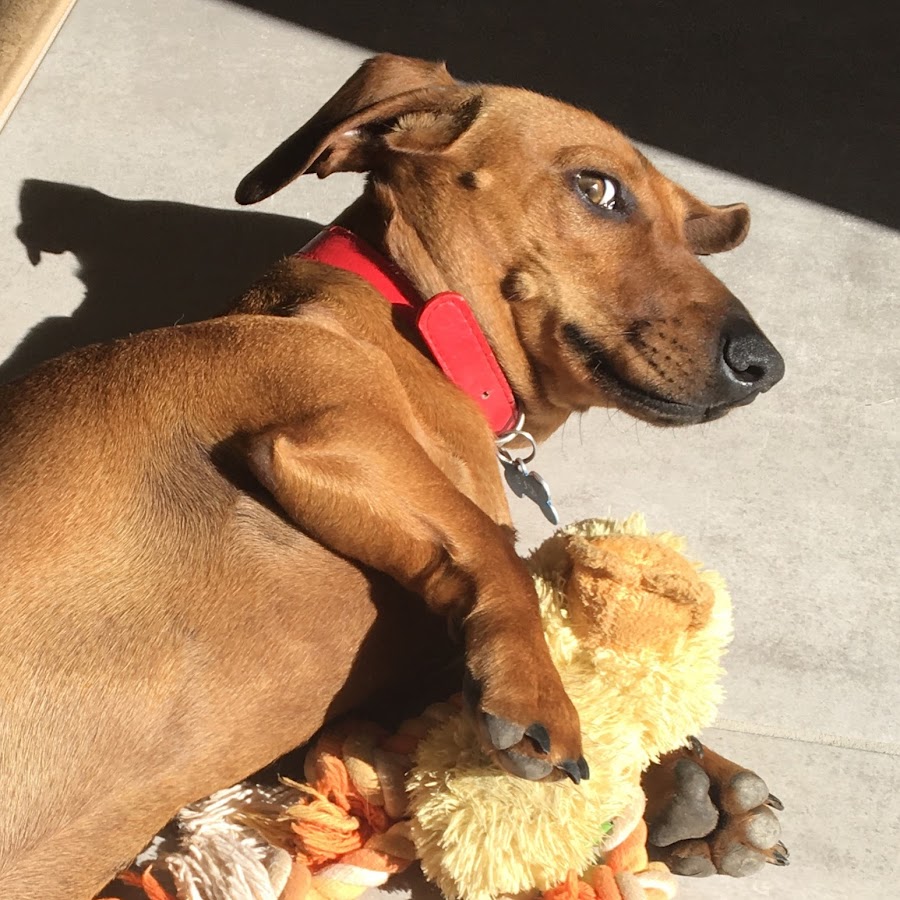 Sid The Sausage Dog YouTube