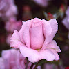 RoseFink