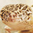 レオパのいちにち。A day in the life of a Leopard Gecko.