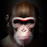 SdPxsOCAy3M-channel-avatar-Righteous Monkey