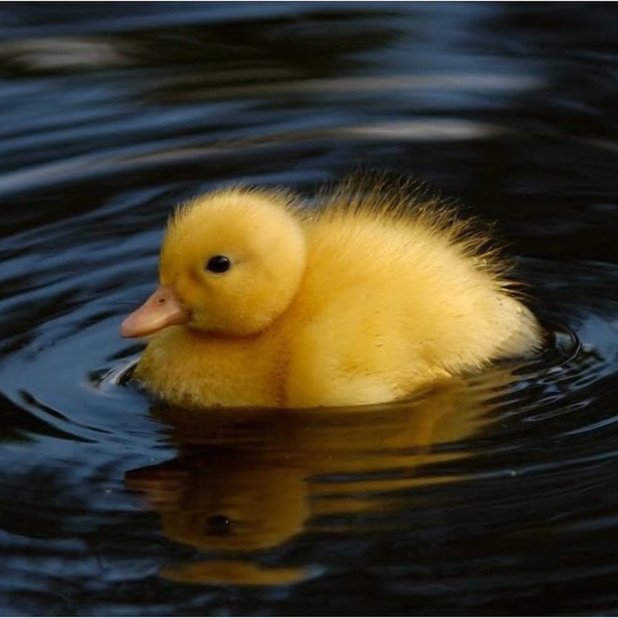 Kawaii Duck - YouTube