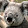 koala bear