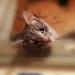 Василий Смирнов