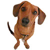 Harley Dog