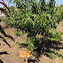 Community Fruit Tree Project