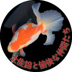 土佐錦と愉快な仲間たちアイコン画像