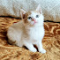 x7Y42jWQc_Y-channel-avatar-Affectionate Kitten