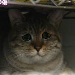 ぅる